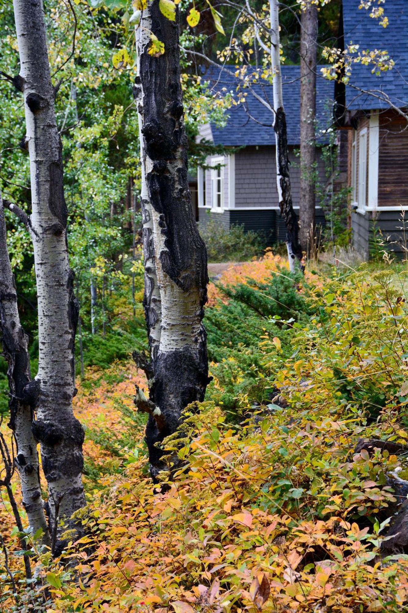 Johnston Canyon Lodge & Bungalows Castle Junction Zewnętrze zdjęcie